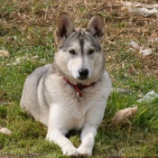 Photo de Husky siberien