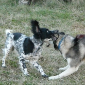 Photo de Husky siberien