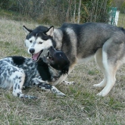 Photo de Husky siberien