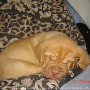 Photo de Dogue de bordeaux