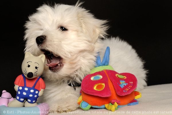 Photo de Coton de tulear