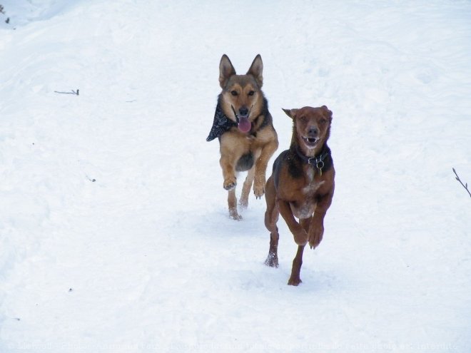 Photo de Races diffrentes