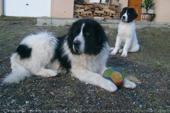 Photo de Landseer (type continental europen)