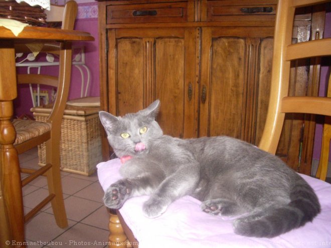 Photo de Chartreux