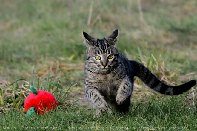 Photo de Chat domestique