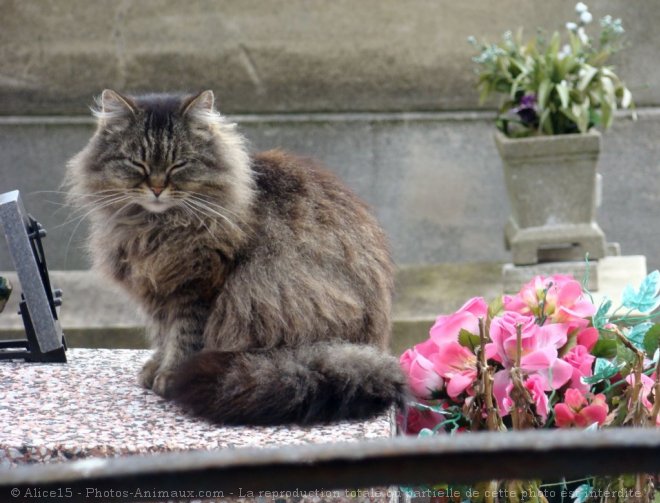 Photo de Chat domestique