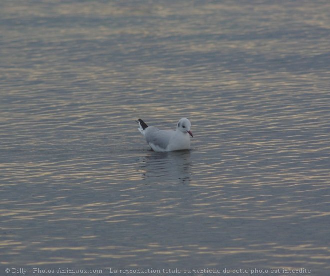 Photo de Mouette