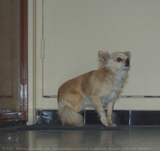 Photo de Chihuahua  poil long