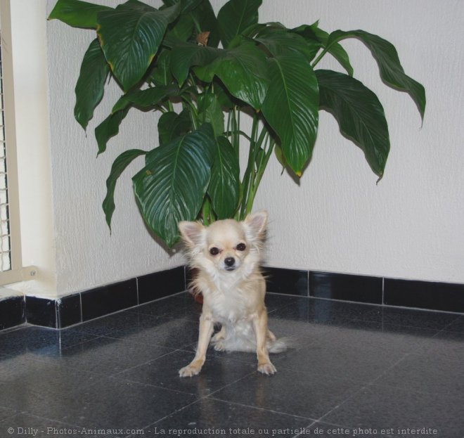 Photo de Chihuahua  poil long