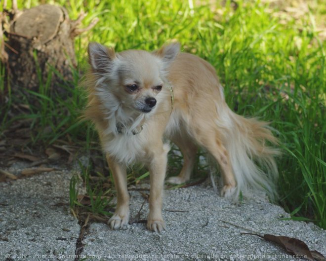 Photo de Chihuahua  poil long