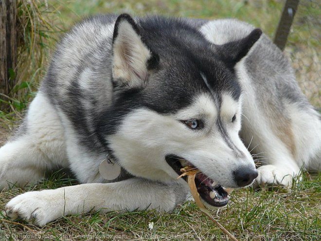 Photo de Husky siberien