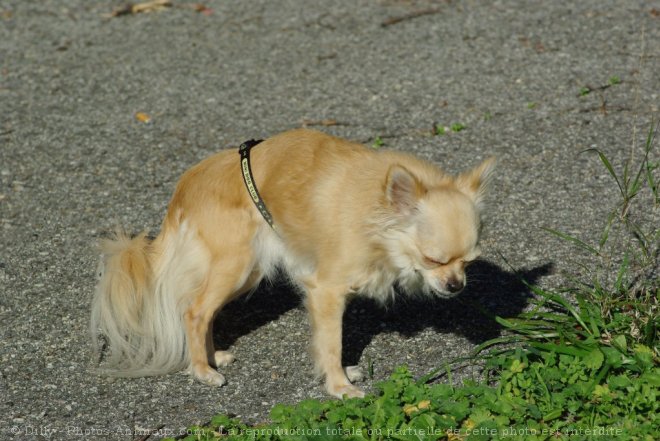 Photo de Chihuahua  poil long