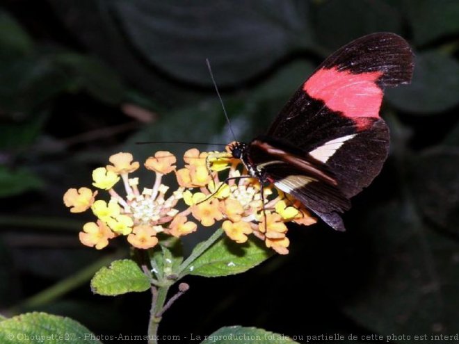 Photo de Papillon