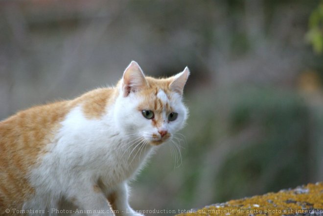 Photo de Chat domestique