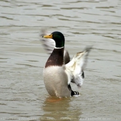 Photo de Canard