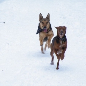 Photo de Races diffrentes