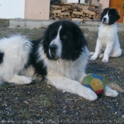 Photo de Landseer (type continental europen)