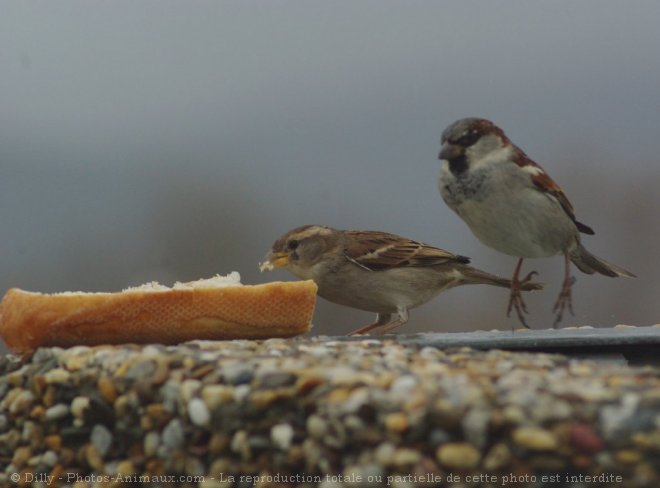 Photo de Moineau