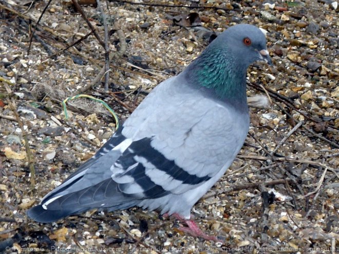 Photo de Pigeon