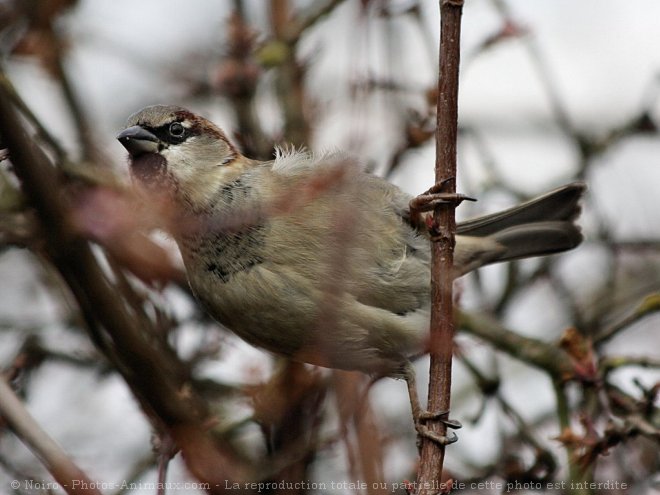 Photo de Moineau