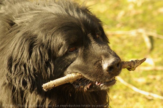 Photo de Chien de terre-neuve