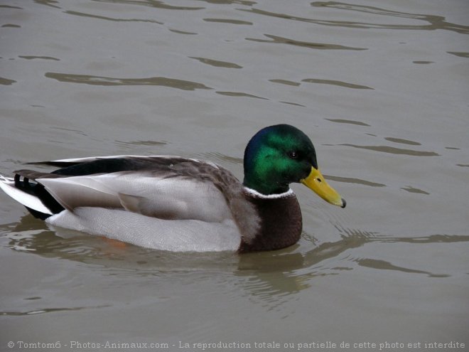 Photo de Canard