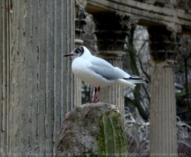 Photo de Mouette