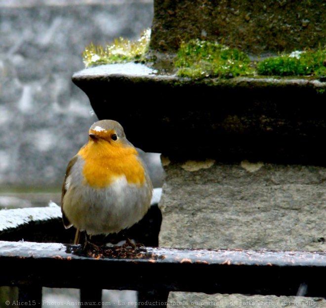 Photo de Rouge gorge