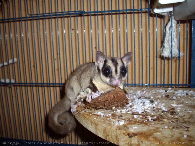 Photo de Sugar glider