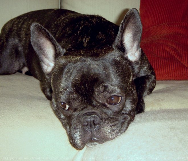 Photo de Bouledogue franais