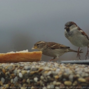 Photo de Moineau