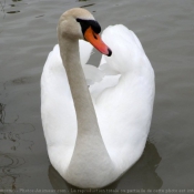 Photo de Cygne