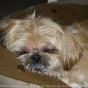 Photo de Shih tzu