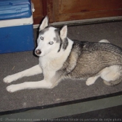 Photo de Husky siberien