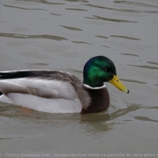 Photo de Canard