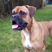 Photo de Boxer