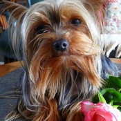 Photo de Yorkshire terrier