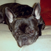 Photo de Bouledogue franais