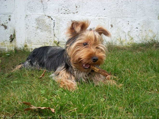 Photo de Yorkshire terrier