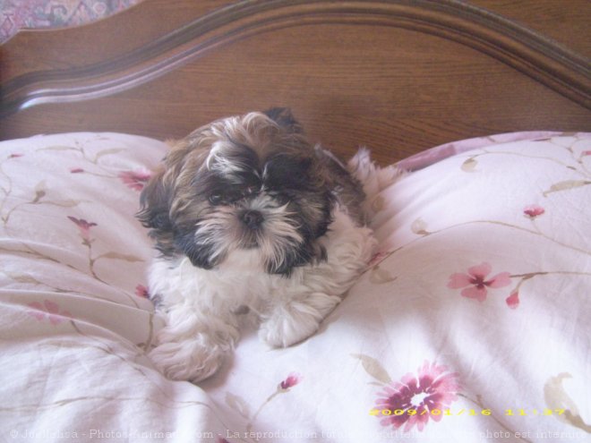 Photo de Shih tzu