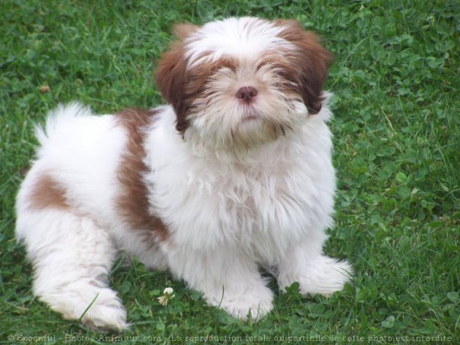 Photo de Shih tzu