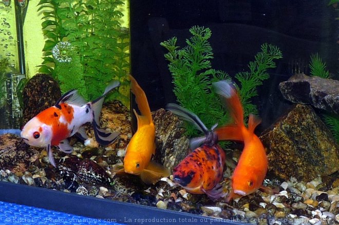 Photo de Poissons rouges