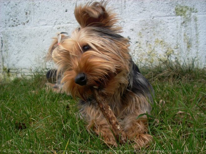 Photo de Yorkshire terrier