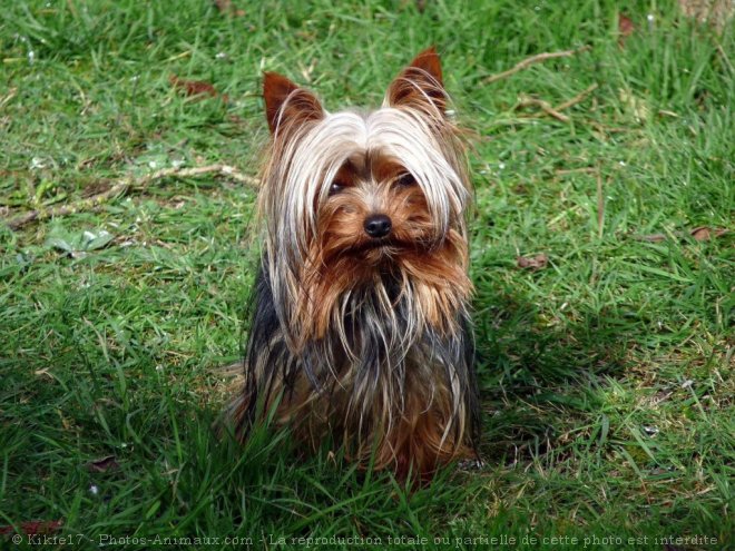 Photo de Yorkshire terrier