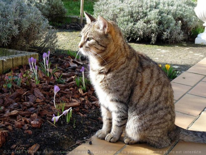 Photo de Chat domestique