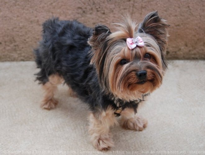 Photo de Yorkshire terrier