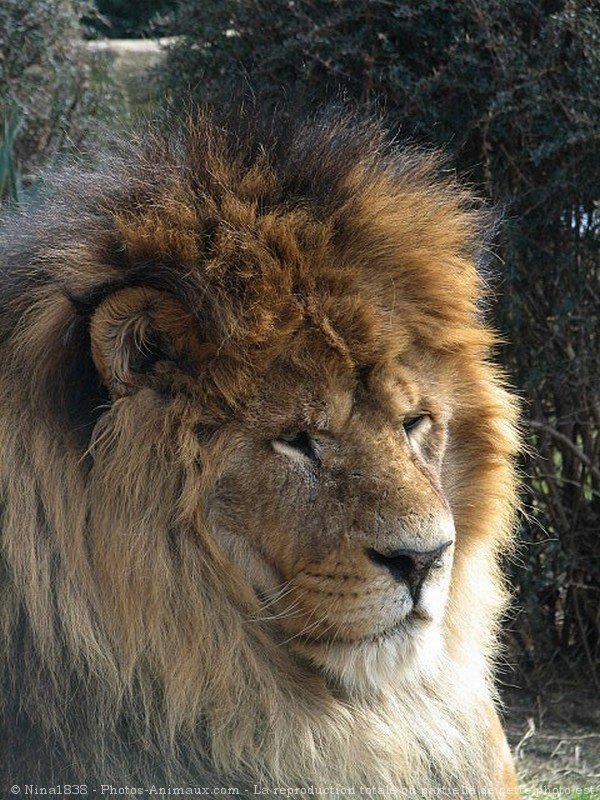 Photo de Lion