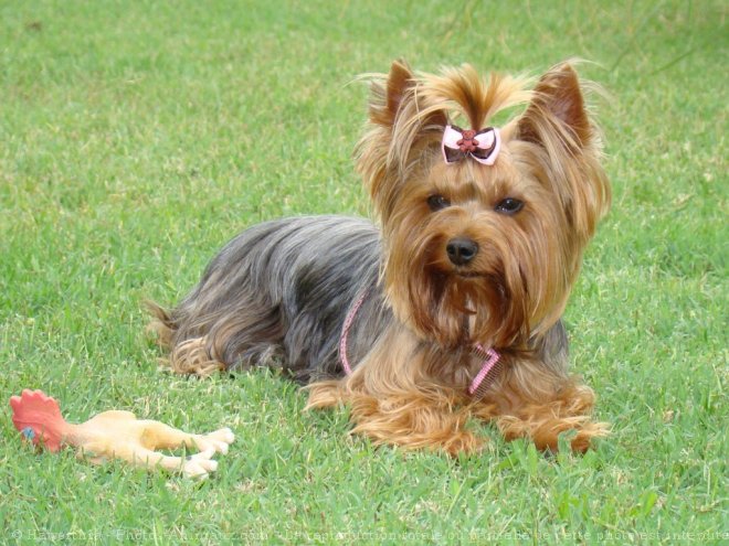 Photo de Yorkshire terrier