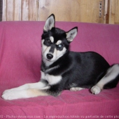 Photo de Husky siberien