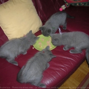 Photo de Chartreux